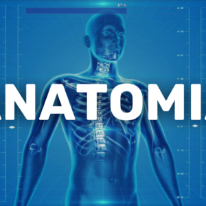Anatomía - Curso Completo