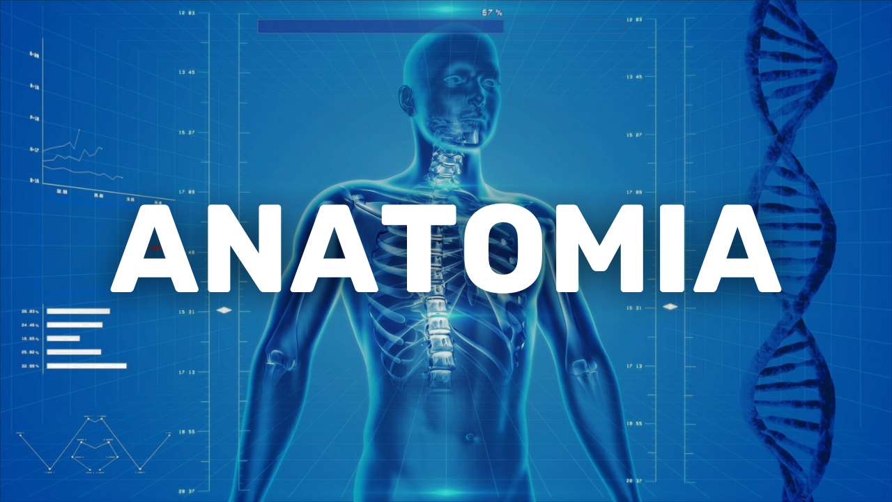 Anatomía – Curso Completo